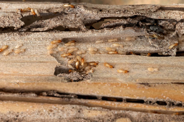 Best Commercial Pest Control Services  in Viola, NY